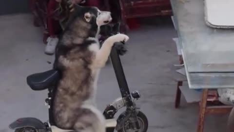 Funny AI lookalike husky 😂
