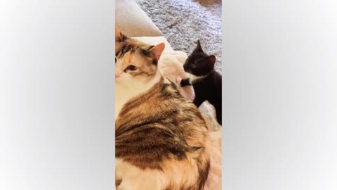 🤣 FUNNIEST Animal entertainment Videos 2025 | Cute Cats & Dogs Pet LOL Show 🐶🐱