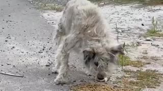 🐶💔 Ukraine Russia War | Volunteer Feeds Stray Animals in Abandoned Town, Sumy Region | RCF