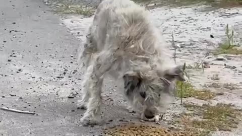🐶💔 Ukraine Russia War | Volunteer Feeds Stray Animals in Abandoned Town, Sumy Region | RCF