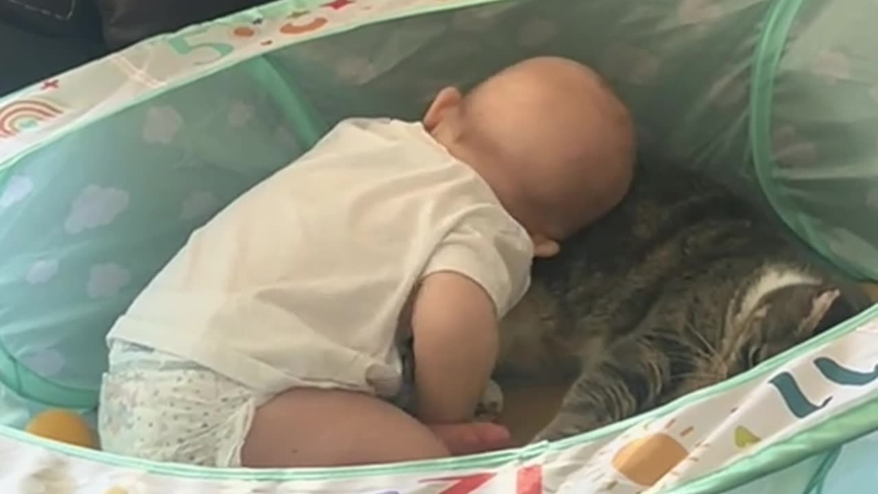 Baby Plays With Pet Cat