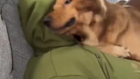 Fur Babies