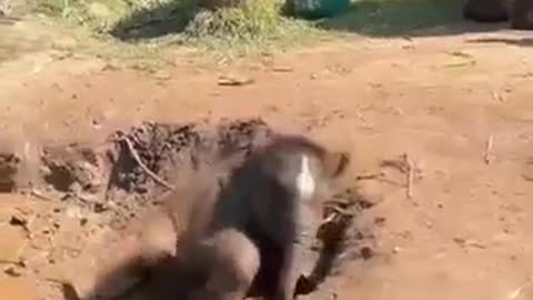 😂🐘 The Funniest Baby Elephant Moments You'll See Today! | FunFM
