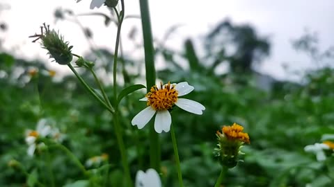 The Enchanting Beauty of Flowers: Nature's Colorful Masterpieces