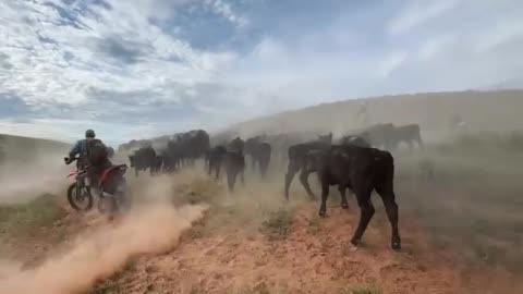 Moving those Cows to greener pastures. cartercountrymeats.com