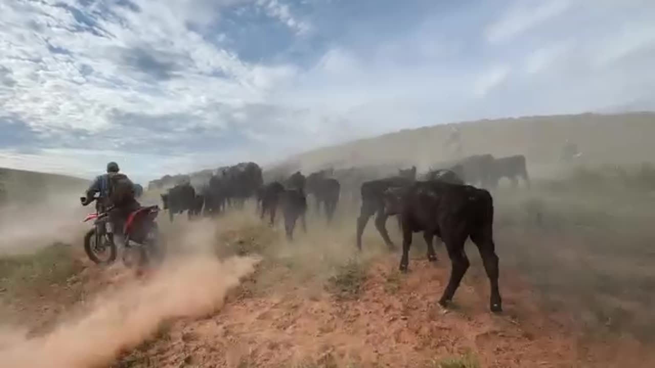Moving those Cows to greener pastures. cartercountrymeats.com