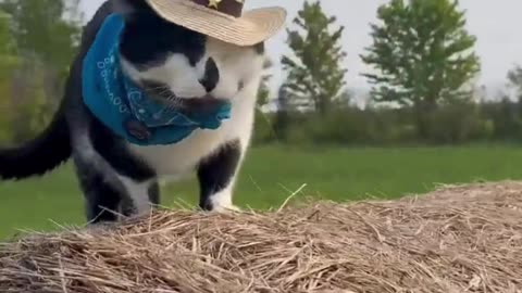 Cowboy Cat Takes Over the Wild West! 🌾🐾 Yeehaw!