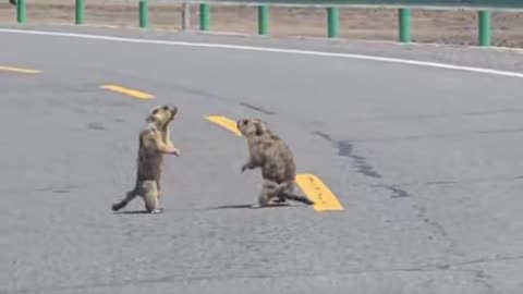 Some Serious Fight