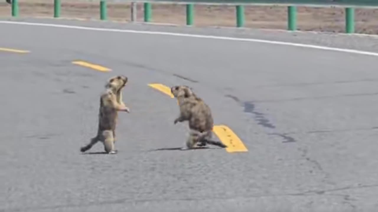 Some Serious Fight