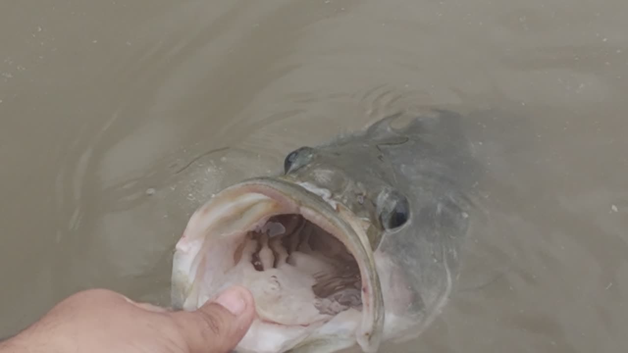 Big Bass Got VIOLATED!!