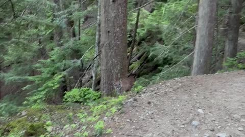 Cougar Watches Hiker On Garibaldi Lake Trail