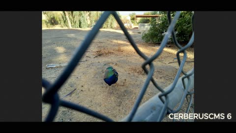[2025] CerberusCMS - 6 - SVD - Application - Personal Profile System - Video File Part - 02 OF 10
