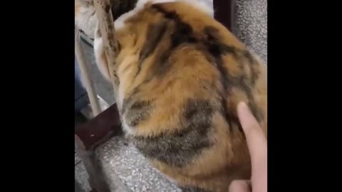 Funny Cat Antics That’ll Brighten Your Day! Compilation 2025