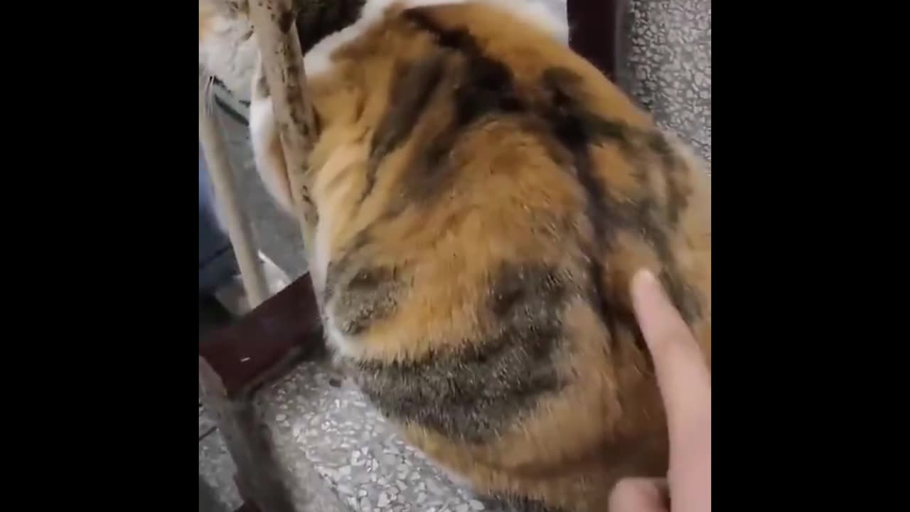 Funny Cat Antics That’ll Brighten Your Day! Compilation 2025