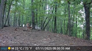 The Woods – 07/11/2025