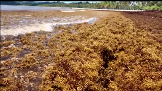 Sargassum invasion hits Dominican tourist paradise of Samana