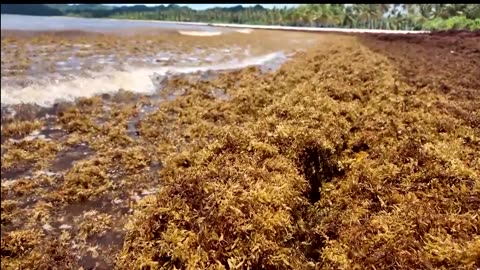 Sargassum invasion hits Dominican tourist paradise of Samana