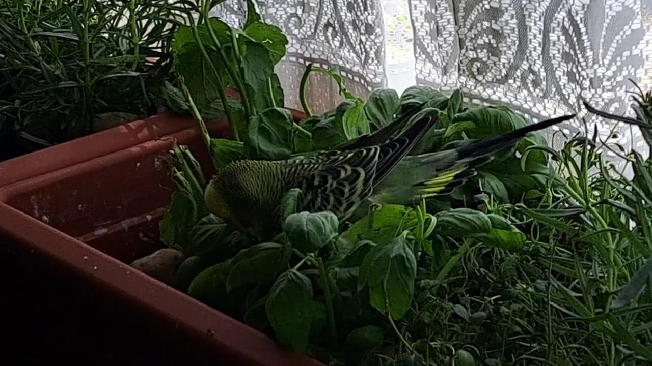 Perry Rhodan Playtime