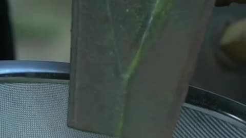 Persimmon Leaf Spot | Removing Cream