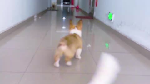 Walks just like a toy dog. Remove his battery.