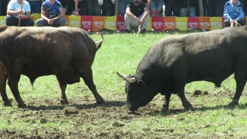 Medeni od Karače vs Red Devil od Tursuma Bijelo Polje Kakanj 2025