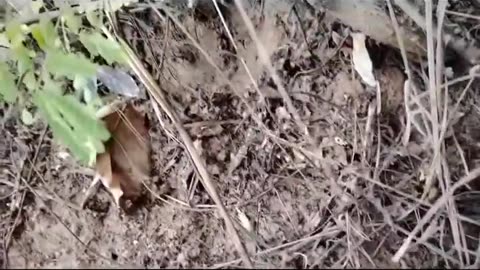 🌴💥 Myanmar War | Dawna Column Special Attack Force in Action | RCF