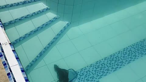 Rescuing an Iguana Out of the Pool