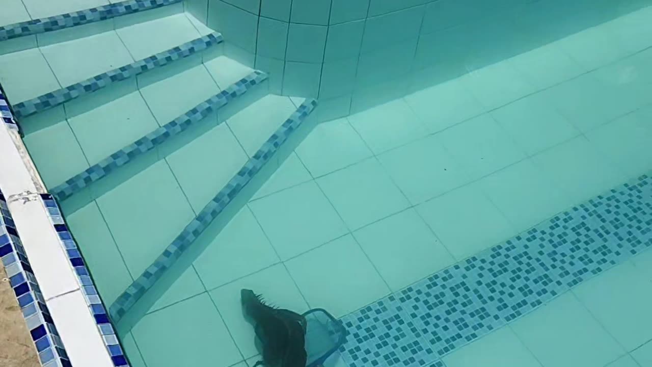 Rescuing an Iguana Out of the Pool