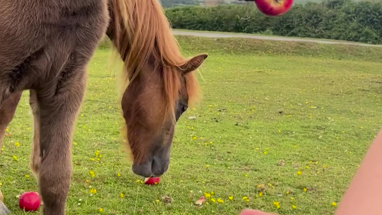 ☺️🍎 Mr. Teeth's Hilarious Moment! | FunFM