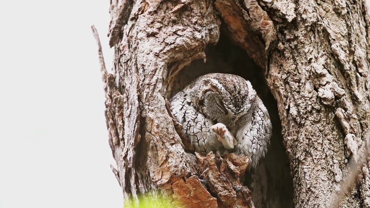 A small owl is sitting in the hollow of a tree