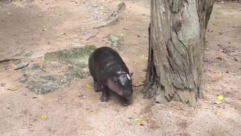 "Moo Deng", the superstar of Khao Kheow Open Zoo.
