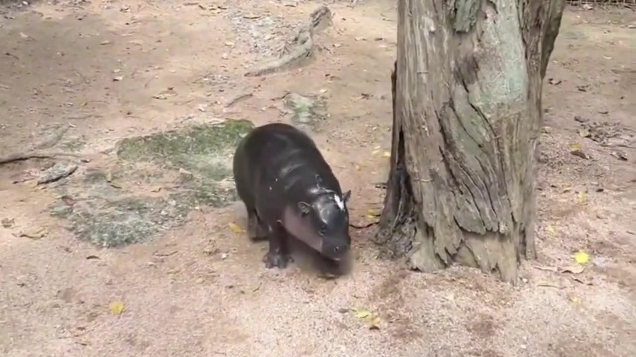 "Moo Deng", the superstar of Khao Kheow Open Zoo.