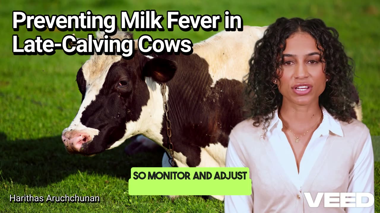 Preventing Milk Fever in late Calving Cows:Safeguarding Your's Herd Health