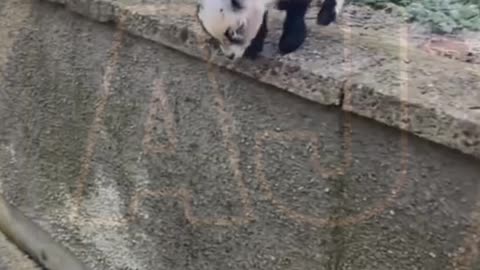 Funny video