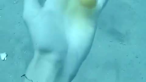 🤯✨ You Won't Believe How Water Pressure Keeps an Egg Intact Underwater! | FeedMyCuriosity