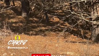 DO YOU SEE THEM? Look close!