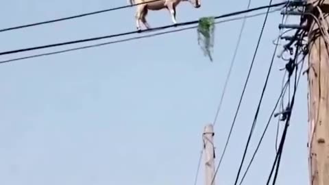 Video of a GOAT on a power line going VIRAL