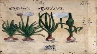 Momento Malum Today Episode 163 American Onion Genetics