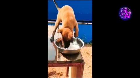 Funny animals