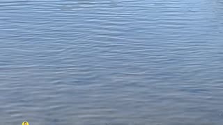 DO YOU SEE ANY FISH?