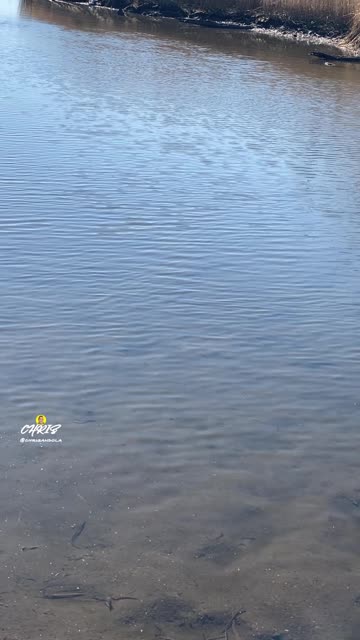 DO YOU SEE ANY FISH?