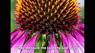 Deuteronomy Chapter 23