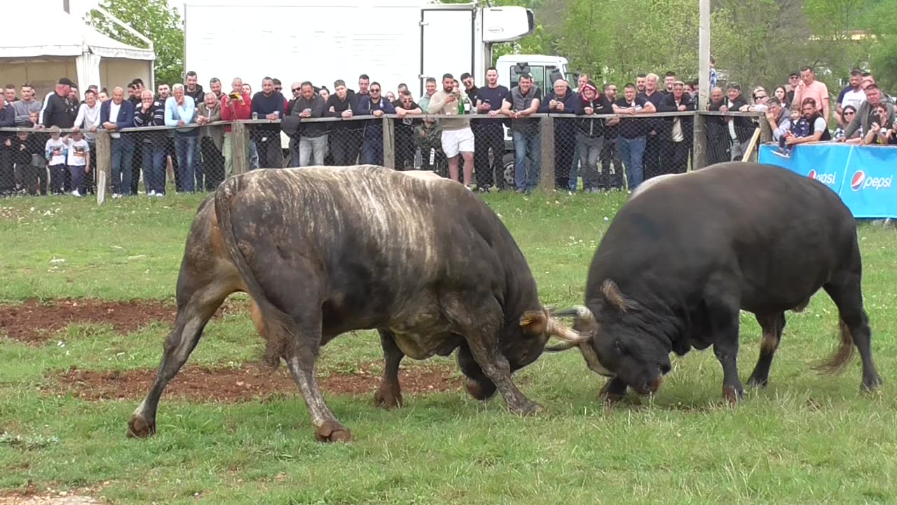 Šibonja od Profesora vs Buna od Vrzine Dicmo 2025