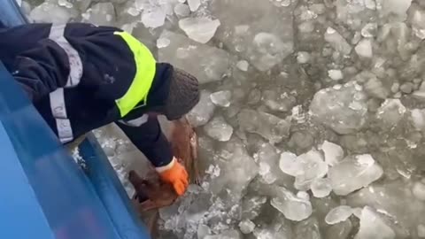 The captain saw a dog in the icy waters and told the entire crew to help get the dog out.