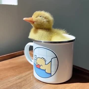 Baby Duck