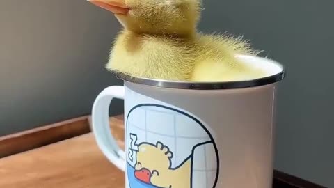 Baby Duck