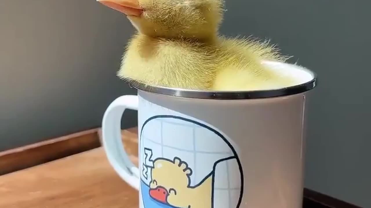 Baby Duck