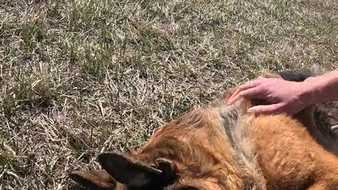 🌞Sun🐕Love🐾