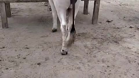 BEAUTIFUL COW (funny)