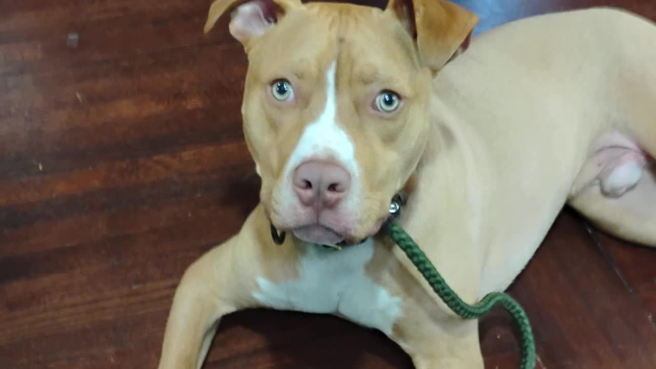 Spring Training Begins at Proofing Behaviors Canine Obedience